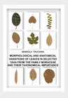 ebook MORPHOLOGICAL AND ANATOMICAL VARIATIONS OF LEAVES IN SELECTED TAXA FROM THE FAMILY MORACEAE AND THEIR TAXONOMICAL IMPORTANCE - Mariola Truchan