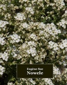 ebook Nowele - Eugène Sue