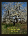 ebook Ogród Rajski i inne baśnie - Hans Christian Andersen